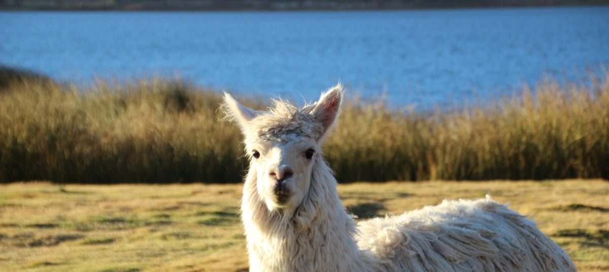 llama